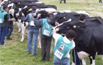 "Alily" ganó el concurso de ganado frisón