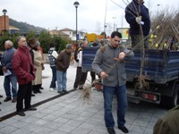 El Ayuntamiento de Val de San Vicente entregará mañana más de 800 árboles en Pesués.