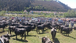 Multitudinaria concentración ganadera