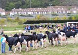 No se organizará este año la XXVIII feria y exposición de ganado frisón.
